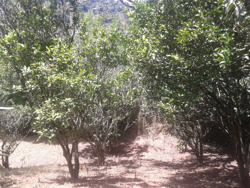 Casa à venda Parque do Imbui com 276m² e 5 quartos por R$ 1.198.000 - 444460725-20180209-140534.jpg