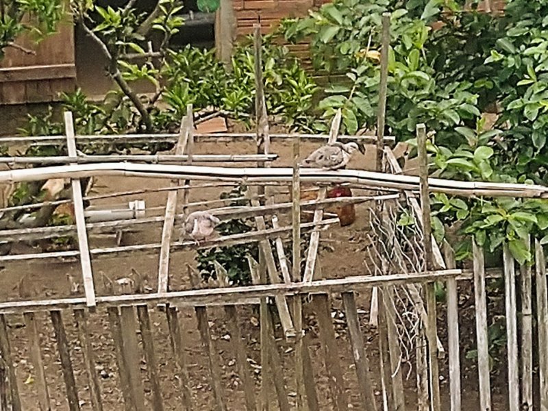 Casa à venda Passo do Feijó com 270m² e 6 quartos por R$ 690.000 - 861160579-img-20211007-1057012.jpg