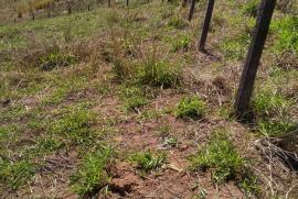 Terreno à venda Atibaia Belvedere com 1000m² - 1 dormitório -  vagas - R$ 80.000 - 715675165-whatsapp-image-2019-08-16-at-15.jpeg