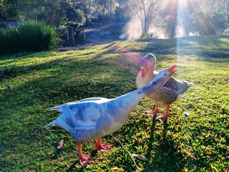 Chácara à venda Centro com 30000m² e 4 quartos por R$ 650.000 - 62413409-0facebf1-b013-442d-bbd4-d4015d38e8c1.jpg