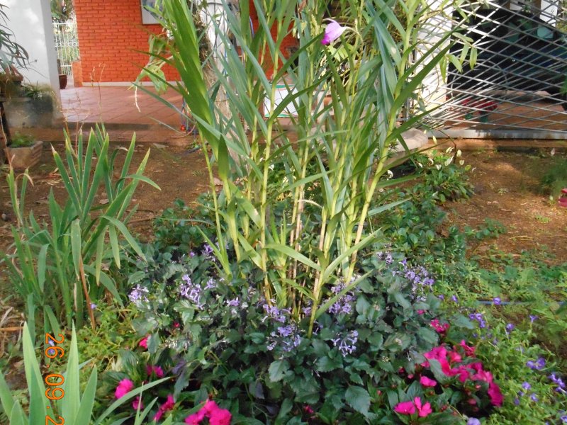 Chácara à venda Jardim Pedroso com 5m² e 5 quartos por R$ 3.000.000 - 1068234184-dscn2969.JPG