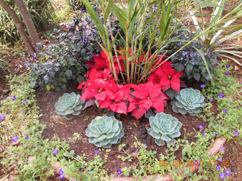 Chácara à venda Jardim Pedroso com 5m² e 5 quartos por R$ 3.000.000 - 1209182928-11930779-10206892835974745-8136574542964649897-o.jpg