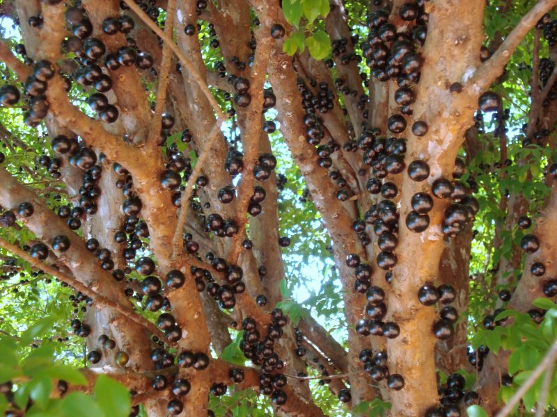 Chácara à venda Jardim Pedroso com 5m² e 5 quartos por R$ 3.000.000 - 1489398679-680408-4569897800815-6560599-o.jpg