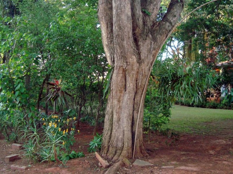Chácara à venda Jardim Pedroso com 5m² e 5 quartos por R$ 3.000.000 - 2105903606-12039159-10206963652145105-6973620882976859486-o.jpg