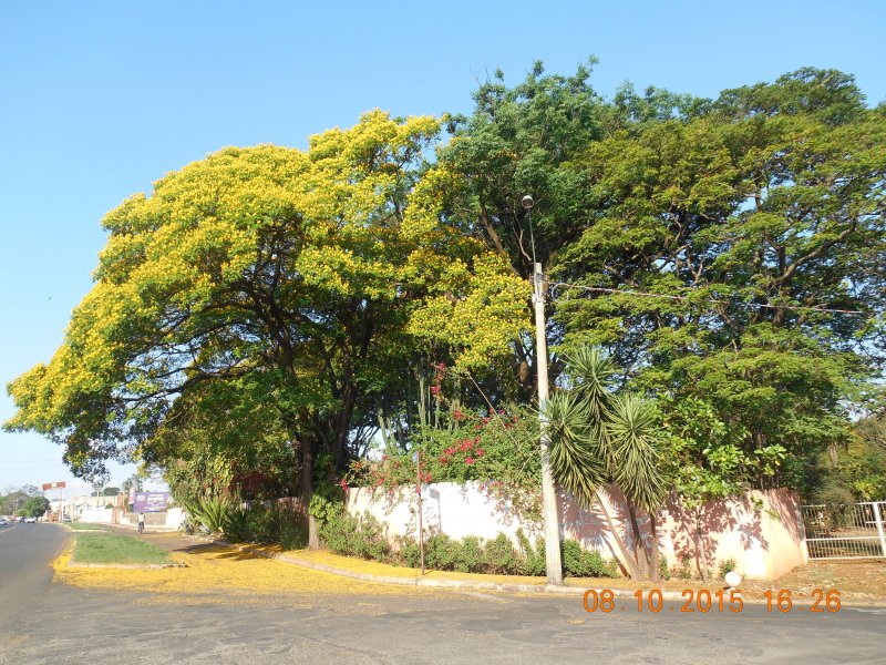 Chácara à venda Jardim Pedroso com 5m² e 5 quartos por R$ 3.000.000 - 303158657-dscn3289.JPG