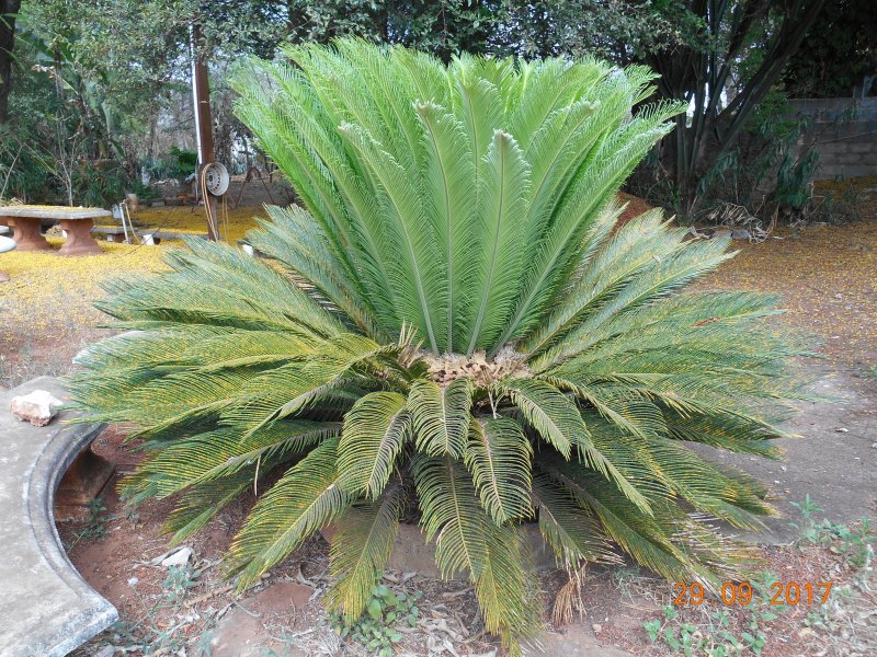 Chácara à venda Jardim Pedroso com 5m² e 5 quartos por R$ 3.000.000 - 311077009-dscn2297.JPG