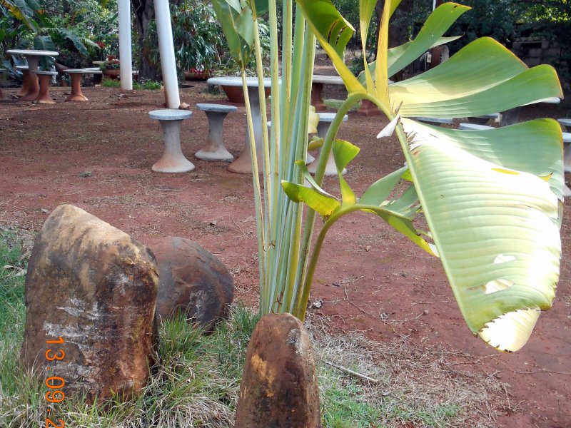 Chácara à venda Jardim Pedroso com 5m² e 5 quartos por R$ 3.000.000 - 332167937-dscn2890.JPG