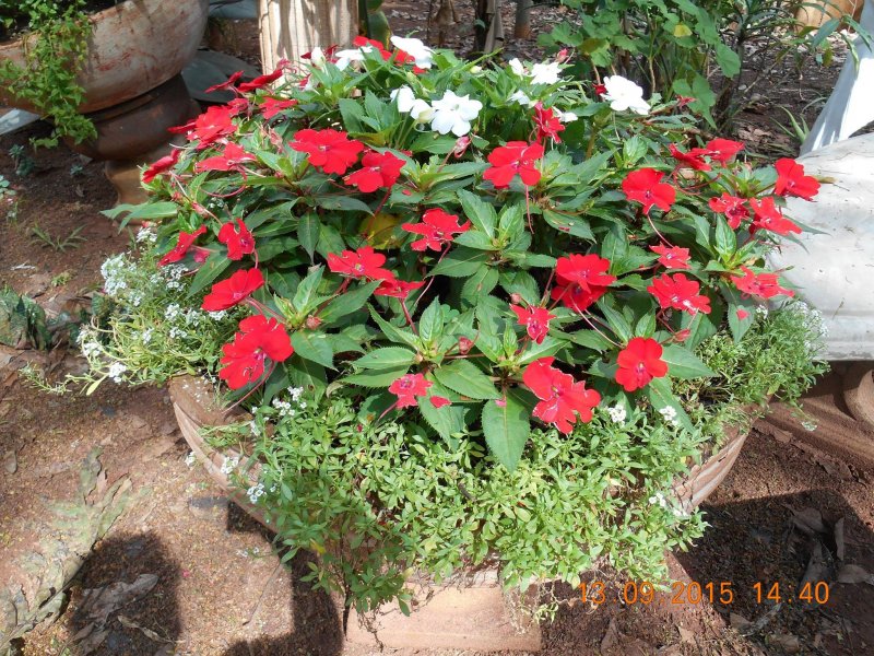 Chácara à venda Jardim Pedroso com 5m² e 5 quartos por R$ 3.000.000 - 509551363-11146482-10206963691386086-7444191575933514209-o.jpg