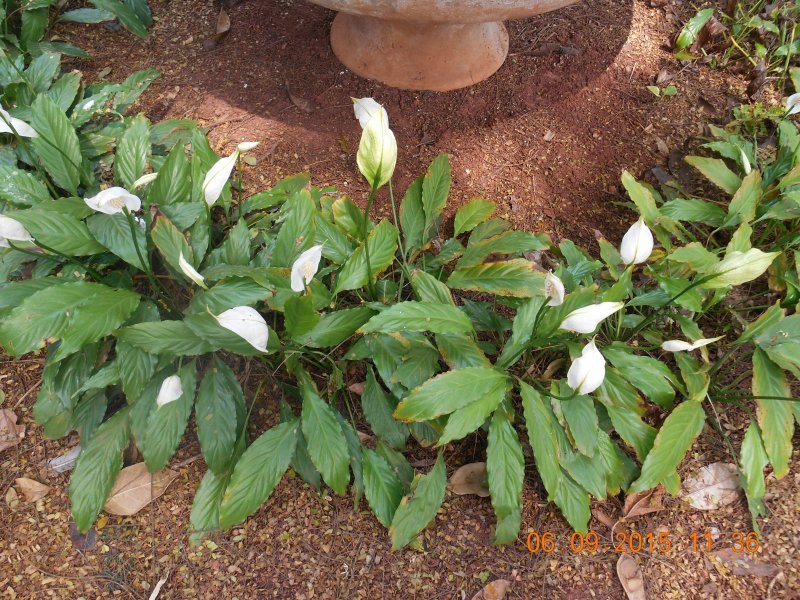 Chácara à venda Jardim Pedroso com 5m² e 5 quartos por R$ 3.000.000 - 619841026-dscn2848.JPG