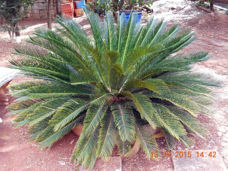 Chácara à venda Jardim Pedroso com 5m² e 5 quartos por R$ 3.000.000 - 622519391-dscn2892.JPG