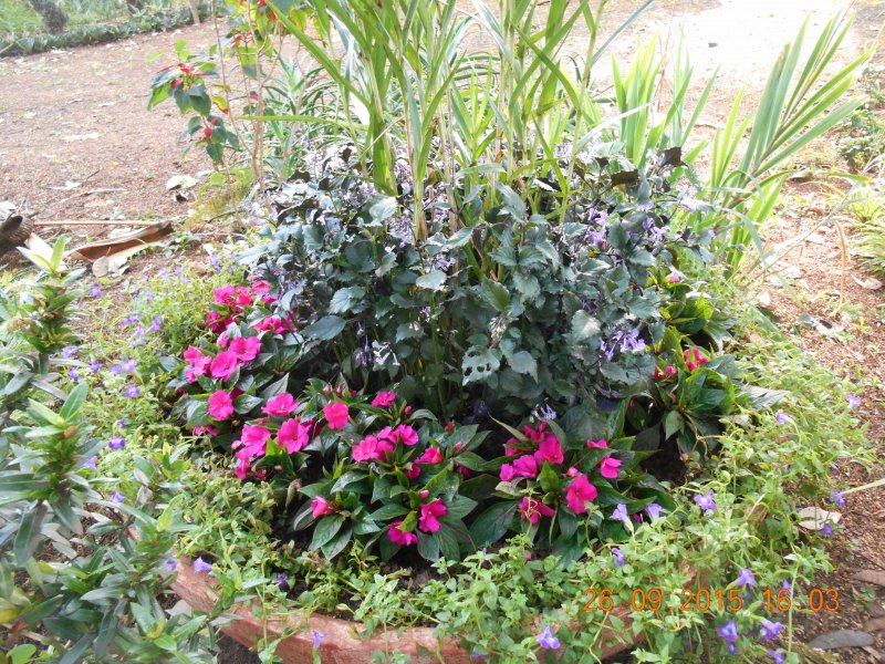 Chácara à venda Jardim Pedroso com 5m² e 5 quartos por R$ 3.000.000 - 687056490-dscn2966.JPG