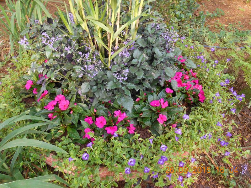 Chácara à venda Jardim Pedroso com 5m² e 5 quartos por R$ 3.000.000 - 763186124-dscn2968.JPG