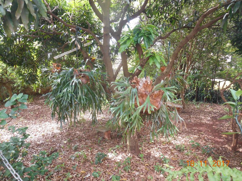 Chácara à venda Jardim Pedroso com 5m² e 5 quartos por R$ 3.000.000 - 790225780-dscn3210.JPG