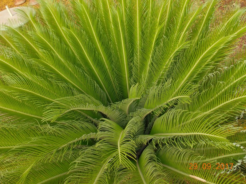 Chácara à venda Jardim Pedroso com 5m² e 5 quartos por R$ 3.000.000 - 837469648-dscn2296.JPG