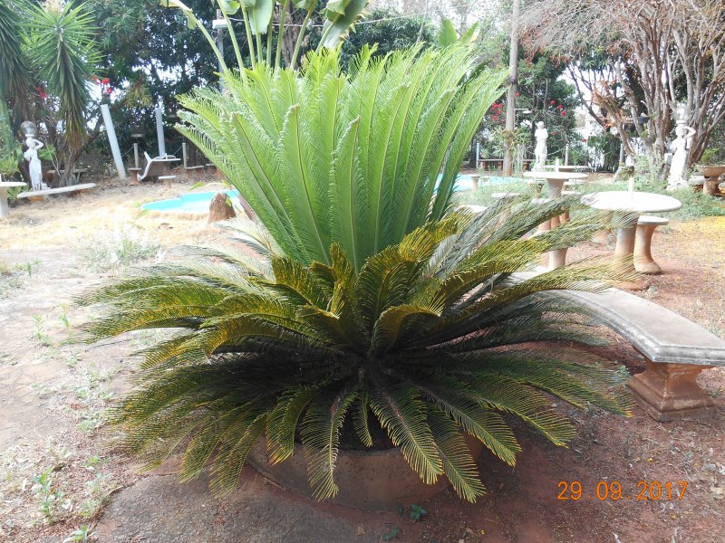 Chácara à venda Jardim Pedroso com 5m² e 5 quartos por R$ 3.000.000 - 902394116-dscn2295.JPG