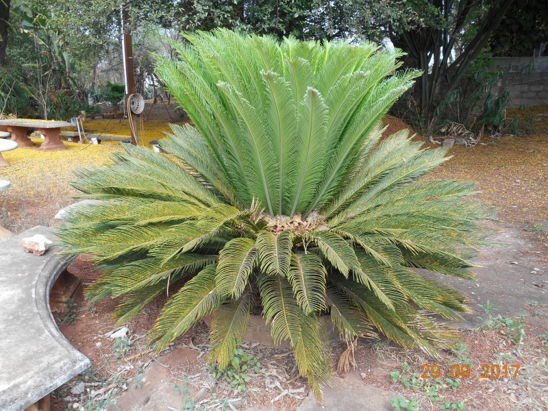Chácara à venda Jardim Pedroso com 5m² e 5 quartos por R$ 3.000.000 - 963976596-dscn2298.JPG