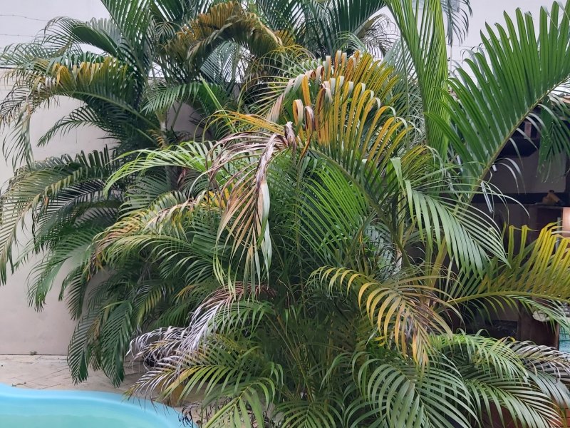 Casa de condomínio à venda Parque Dez de Novembro com 400m² e 3 quartos por R$ 560.000 - 966236603-20210809-171758.jpg