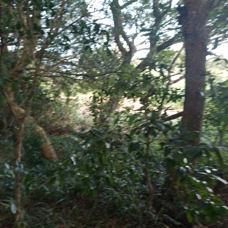 Terreno à venda Cadiz com 1146m² e 1 quarto por R$ 75.000 - 1518103319-20221217-163959.jpg