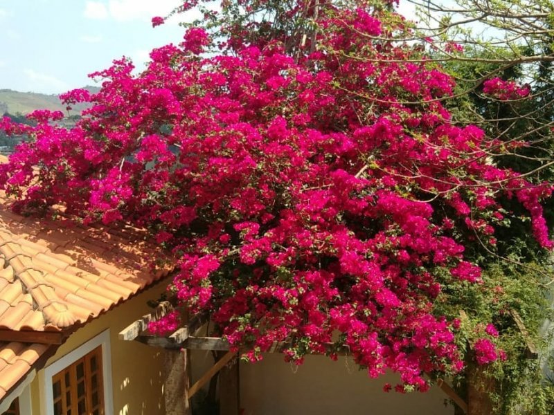 Chácara à venda Chácaras Fernão Dias com 1520m² e 5 quartos por R$ 850.000 - 1068564288-img-20220513-wa0038.jpg