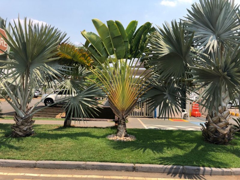 Apartamento à venda Chácara dos Pinheiros com 65m² e 2 quartos por R$ 190.000 - 1126809687-14.jpeg