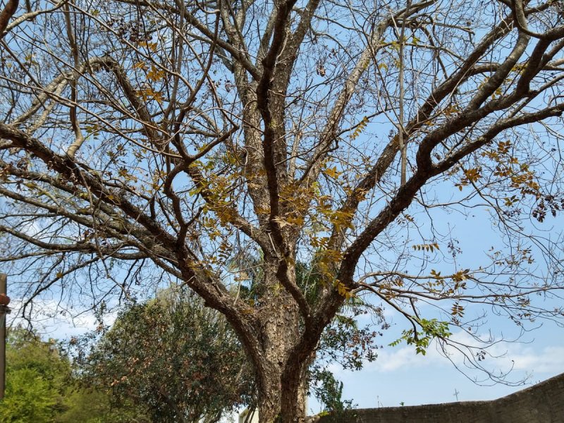 Terreno à venda Joaquim Egídio com 2211m² e 1 quarto por R$ 1.600.000 - 504091859-img-20210905-wa0007.jpg
