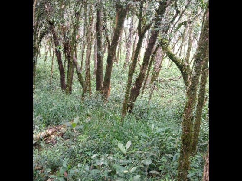 Terreno à venda Centro com 2000m² e 1 quarto por R$ 150.000 - 229166318-img-20211007-wa0043.jpg