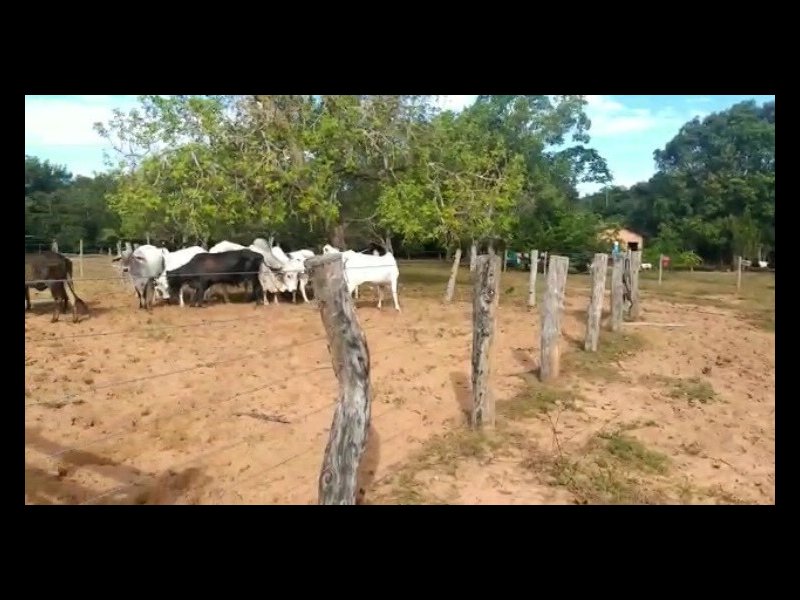 imóvel com 3070000m² - Palmeirante - Nova Olinda