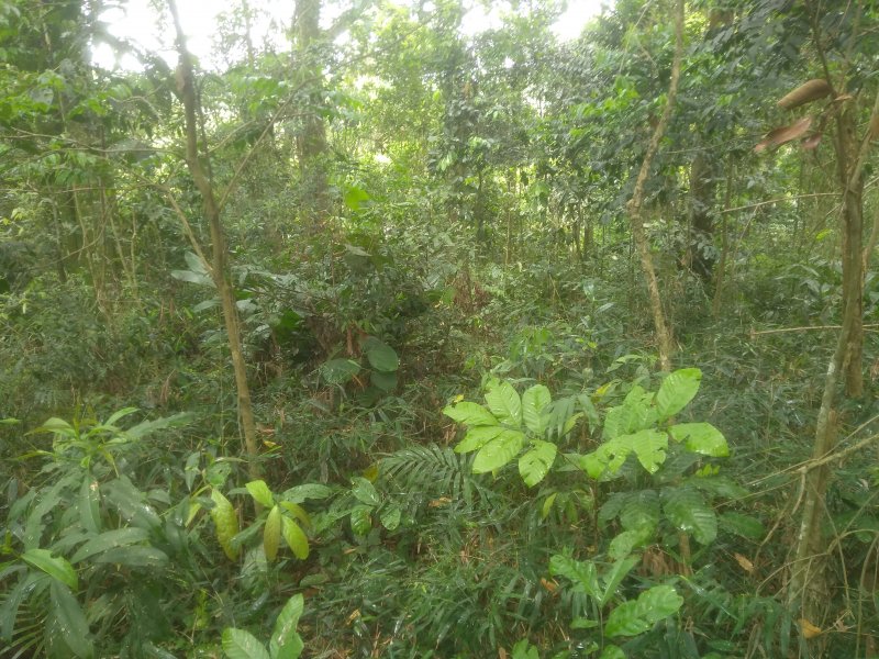 Terreno à venda Santa Inês com 2590m² e 1 quarto por R$ 125.000 - 1002430452-img-20211009-114547403.jpg
