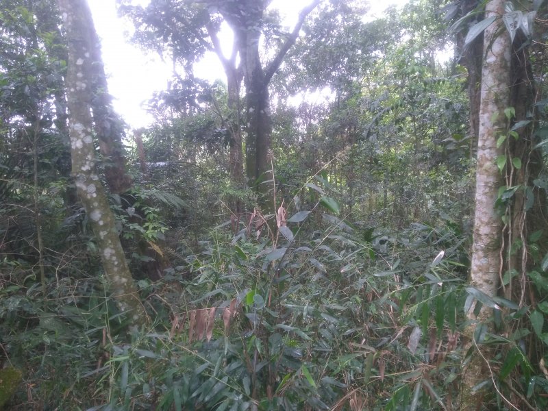 Terreno à venda Santa Inês com 2590m² e 1 quarto por R$ 125.000 - 2098343788-img-20211009-114645039.jpg