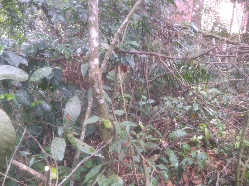 Terreno à venda Santa Inês com 2590m² e 1 quarto por R$ 125.000 - 468587115-img-20211009-114609615.jpg