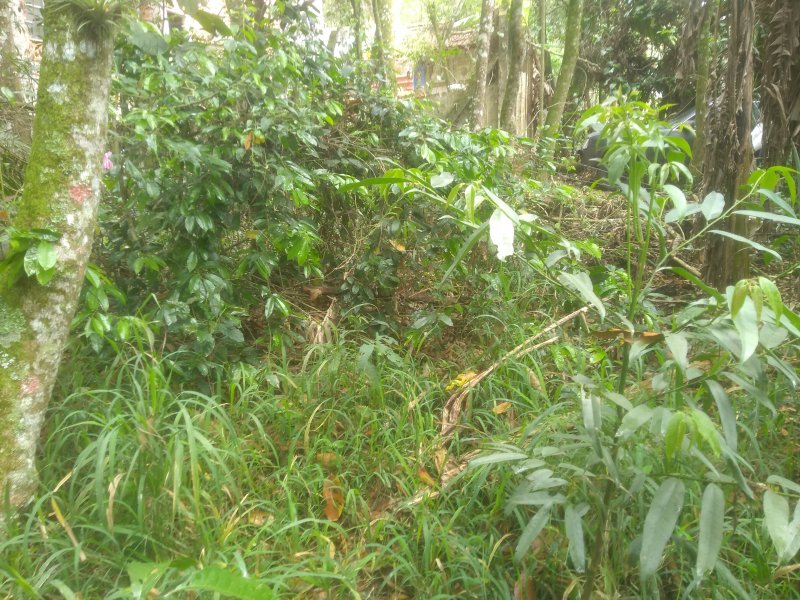 Terreno à venda Santa Inês com 2590m² e 1 quarto por R$ 125.000 - 890017453-img-20211009-114624357.jpg