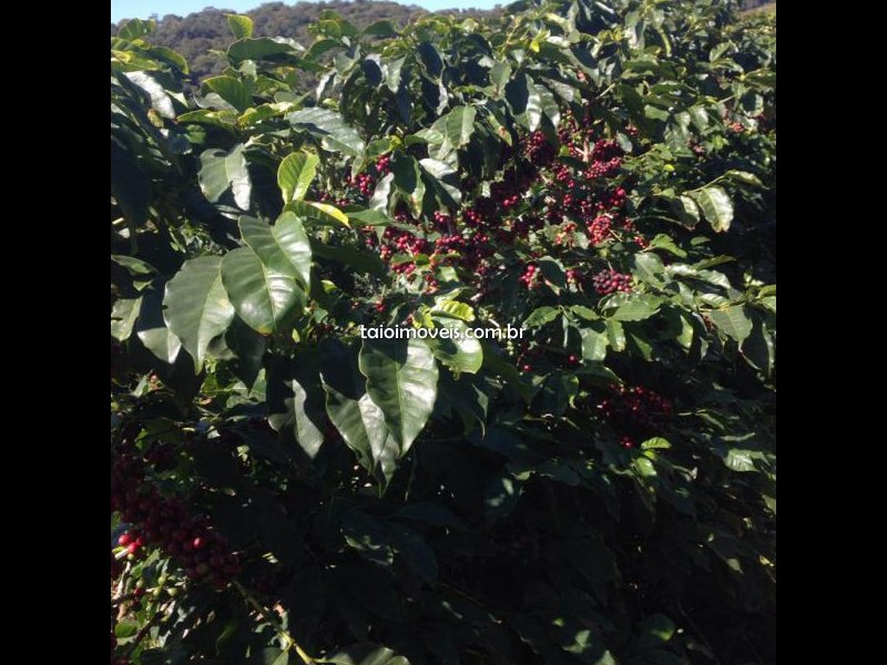 Fazenda à venda Centro com 55000m² e 3 quartos por R$ 7.650.000 - 2417227-img-20201207-wa0016.jpg
