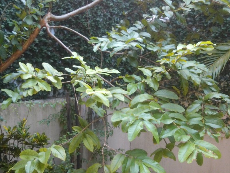 Casa à venda Centro com 217m² e 3 quartos por R$ 850.000 - 603245544-cam00303.jpg