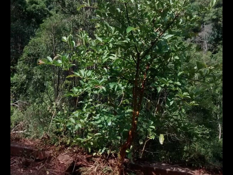 Chácara à venda Despézio com 254m² e 3 quartos por R$ 250.000 - 1686503467-foto-14.jpg