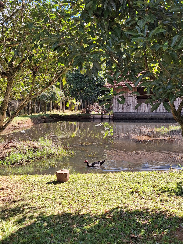 Chácara à venda Vila Itoupava com 2900m² e 3 quartos por R$ 620 - 388982018-20230704-114812.jpg