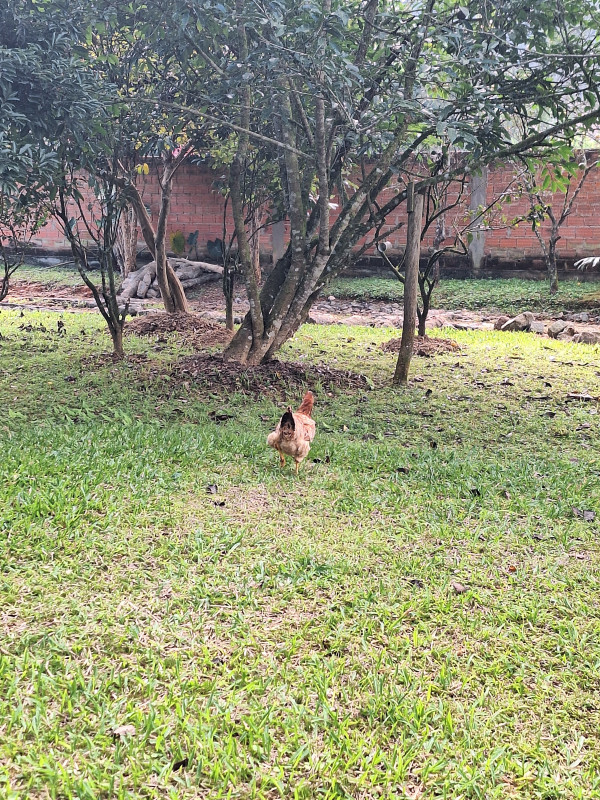Chácara à venda Vila Itoupava com 2900m² e 3 quartos por R$ 620 - 82927379-20230524-104352.jpg