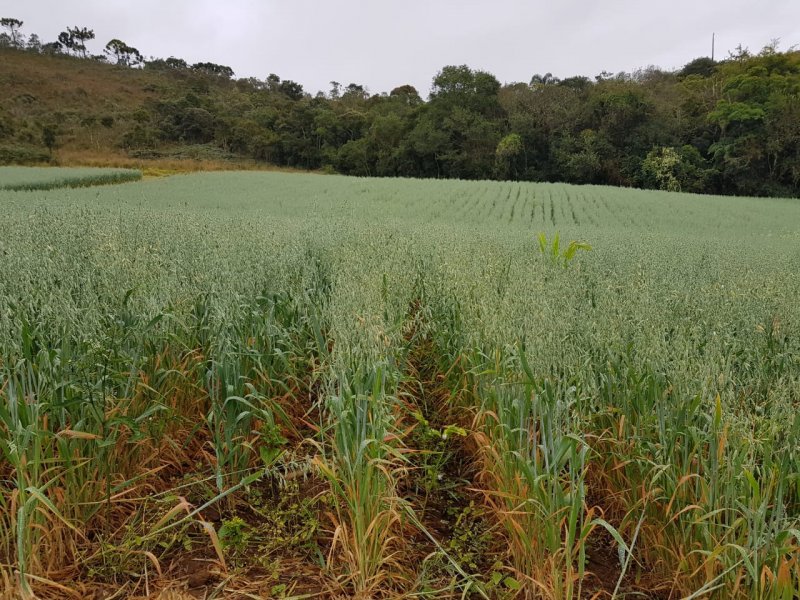 imóvel com 1500000m² - Centro - Bocaina de Minas