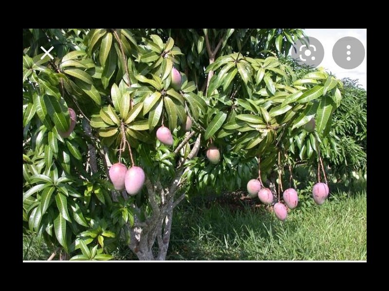 Casa à venda Santo Antônio com 300m² e 1 quarto por R$ 170.000 - 1433572625-screenshot-2021-09-30-12-52-07-689-com.jpg
