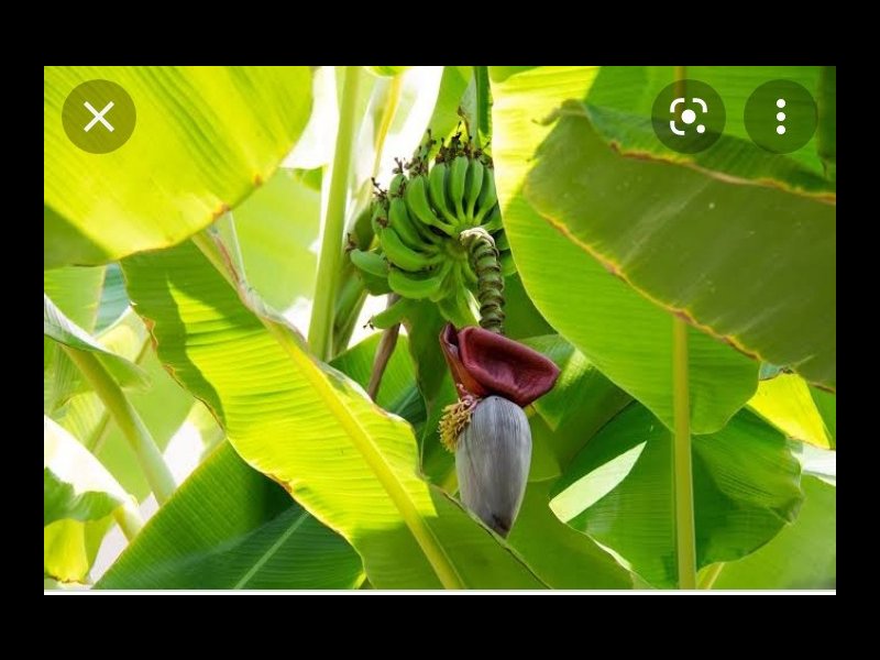 Casa à venda Santo Antônio com 300m² e 1 quarto por R$ 170.000 - 596458029-screenshot-2021-09-30-12-52-42-613-com.jpg