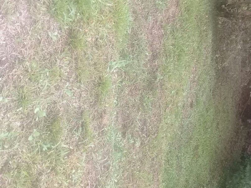 Chácara à venda Fazenda Morumbi com 1000m² e 2 quartos por R$ 200.000 - 1220504288-img-163035250959f.jpg