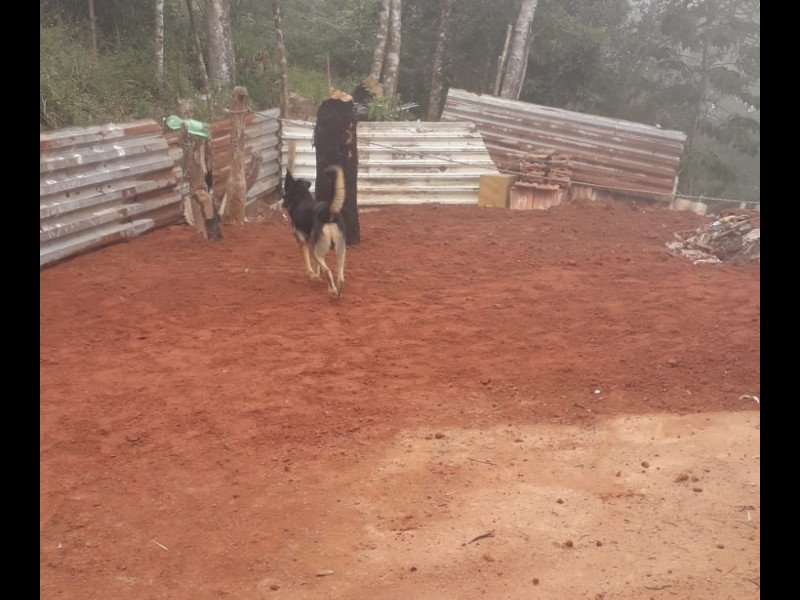 Terreno à venda Floresta com 219m² e 1 quarto por R$ 75.000 - 1116305280-screenshot-20211204-161251-whatsappbusiness.jpg