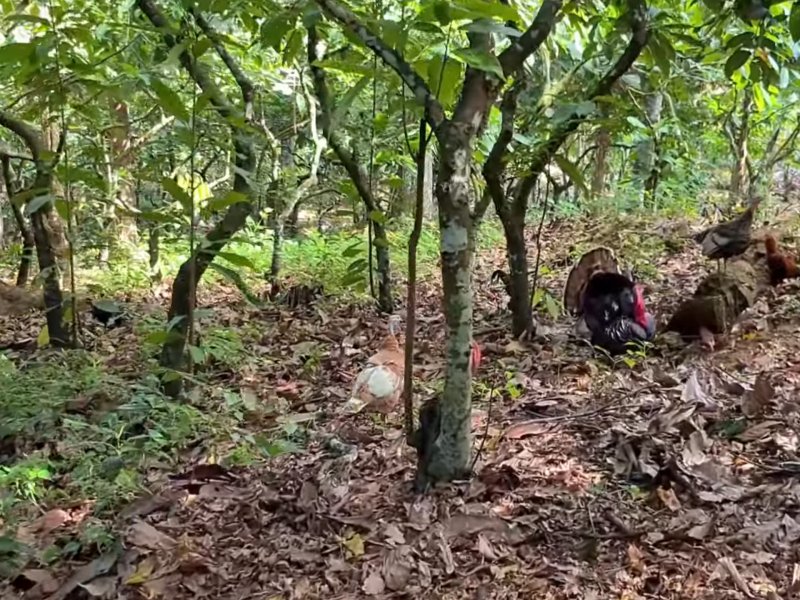 Fazenda à venda Iguape com 13000m² e 2 quartos por R$ 850.000 - 1470317810-screenshot-20211026-130841-youtube.jpg