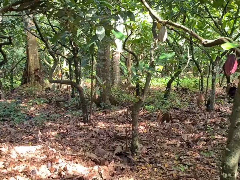 Fazenda à venda Iguape com 13000m² e 2 quartos por R$ 850.000 - 1774037977-screenshot-20211026-130754-youtube.jpg