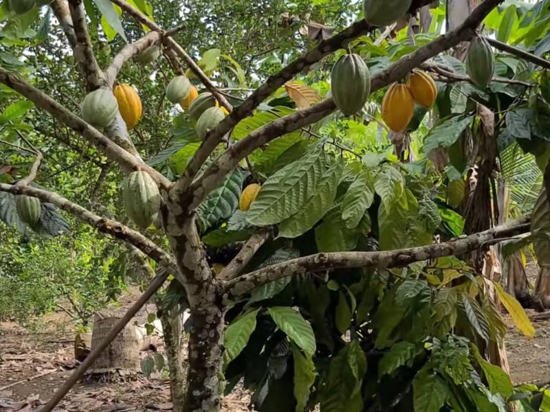 Fazenda à venda Iguape com 13000m² e 2 quartos por R$ 850.000 - 738249434-screenshot-20211026-131039-youtube.jpg