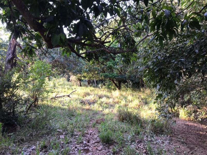 Chácara à venda Centro com 8300m² e 1 quarto por R$ 250.000 - 2124047844-img-20210624-wa0018.jpg