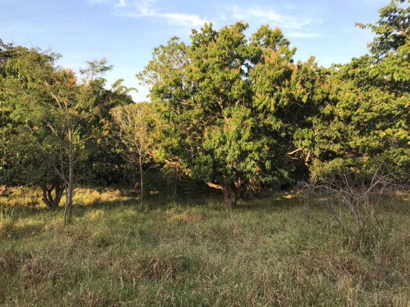 Chácara à venda Centro com 8300m² e 1 quarto por R$ 250.000 - 449730241-img-20210624-wa0038.jpg