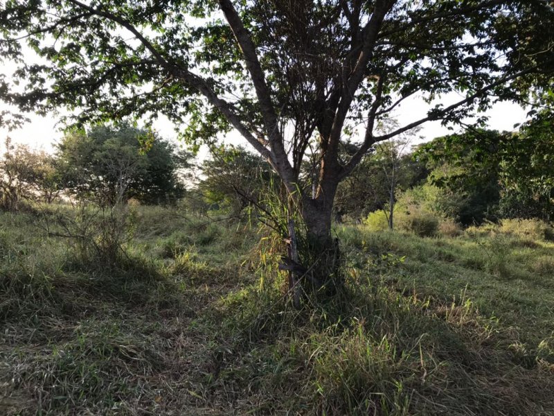 Chácara à venda Centro com 8300m² e 1 quarto por R$ 250.000 - 861886943-img-20210624-wa0030.jpg