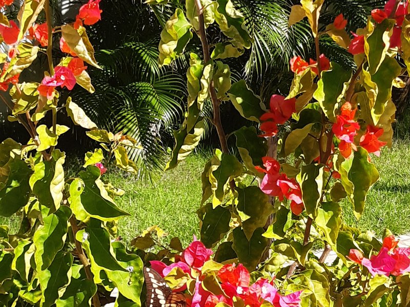 Casa à venda Ponta Negra com 600m² e 10 quartos por R$ 2.000.000 - 1896921025-20200517-140909.jpg