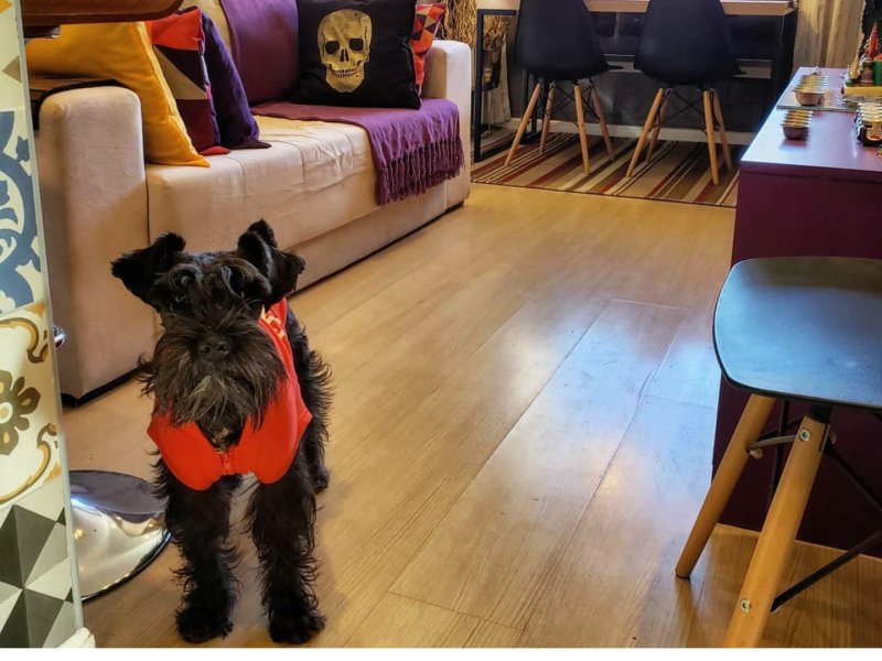 Apartamento à venda Jardim Nova Europa com 46m² e 2 quartos por R$ 260.000 - 332207442-screenshot-20211228-121102-instagram.jpg