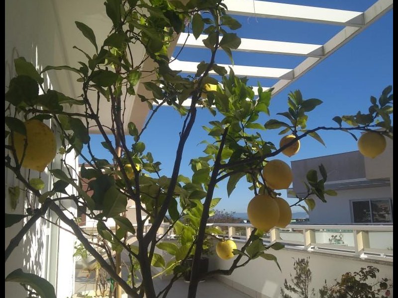 Apartamento à venda Armacao do Pântano do Sul com 180m² e 2 quartos por R$ 1.150.000 - 453722718-whatsapp-image-2022-01-10-at-16.jpeg